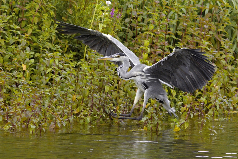 Photo Oiseaux Héron cendré (Ardea cinerea)