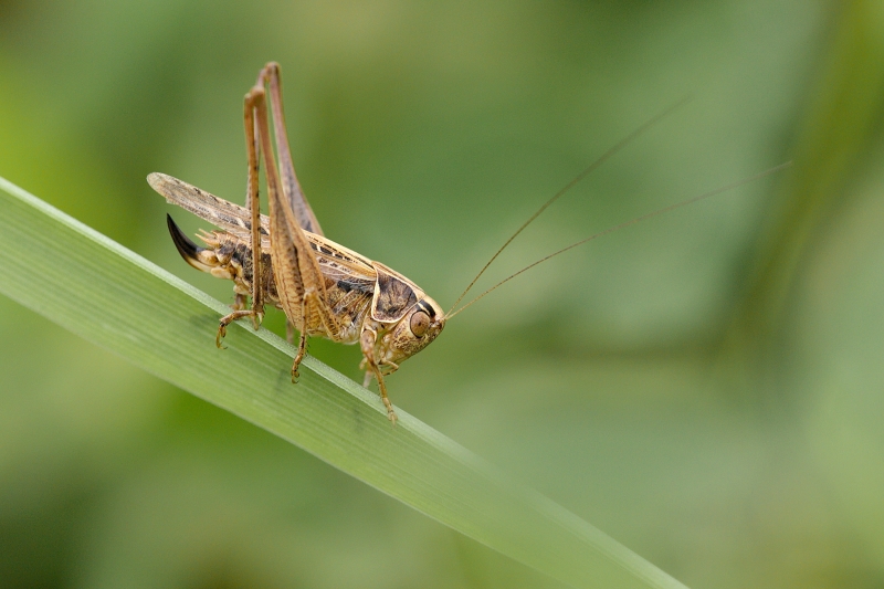 Photo Insectes Decticelle carroyée (Tessellana tessellata)