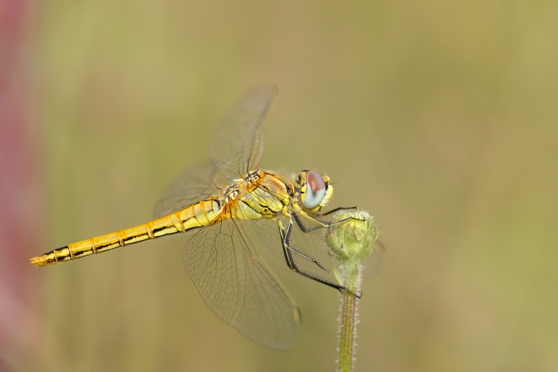 Photo Insectes sympétrum à nervures rouges (Sympetrum fonscolombii)