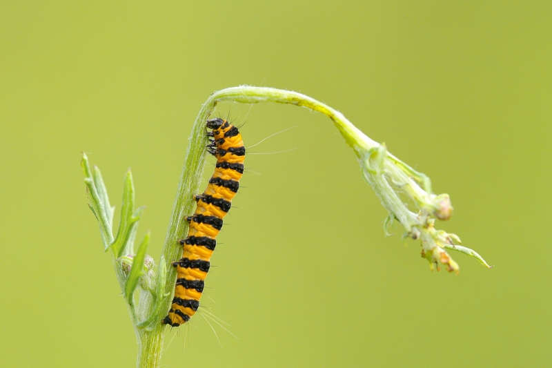 Photo Insectes Goutte-de-sang (Tyria jacobaeae)