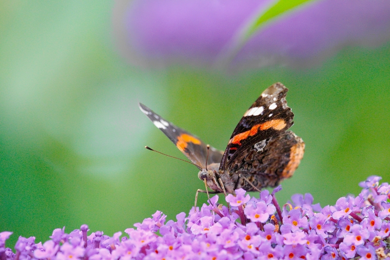 Photo Insectes Vulcain (Vanessa atalanta)