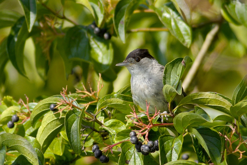 Photo Oiseaux Fauvette à tête noire (Sylvia atricapilla)