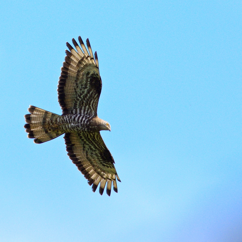 Photo Oiseaux Bondrée apivore (Pernis apivorus)