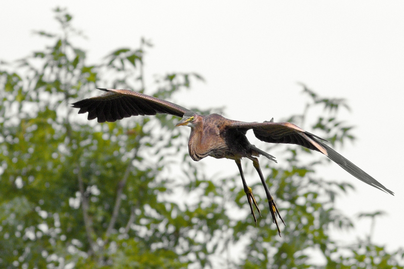 Photo Oiseaux Héron pourpré (Ardea purpurea)