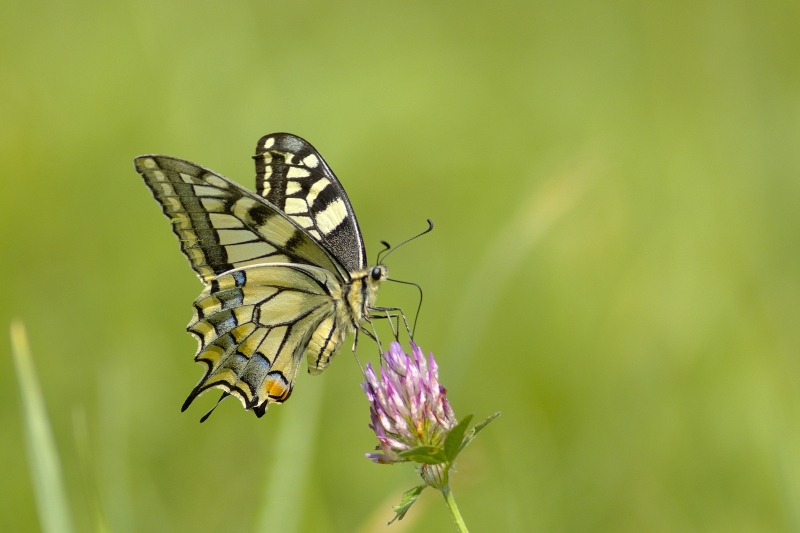 Photo Insectes Machaon (Papilio machaon)