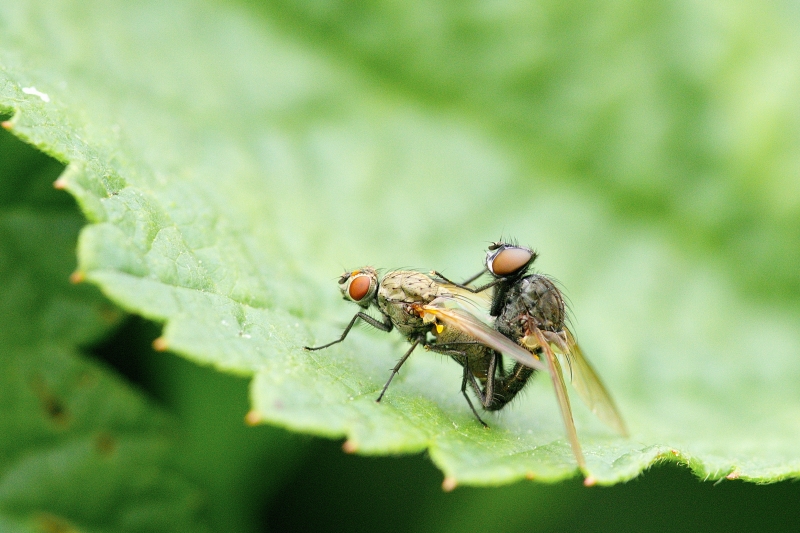 Photo Insectes Mouche des semis (Delia sp.)