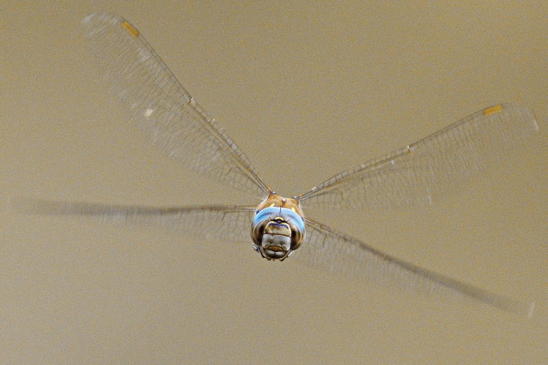 Photo Insectes Aeschne mixte (Aeschna mixta)