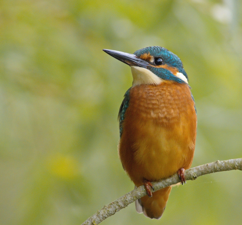 Photo Oiseaux Martin-pêcheur d'Europe (Alcedo atthis)