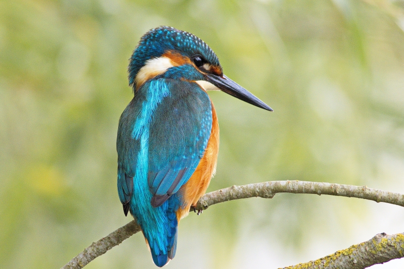 Photo Oiseaux Martin-pêcheur d'Europe (Alcedo atthis)