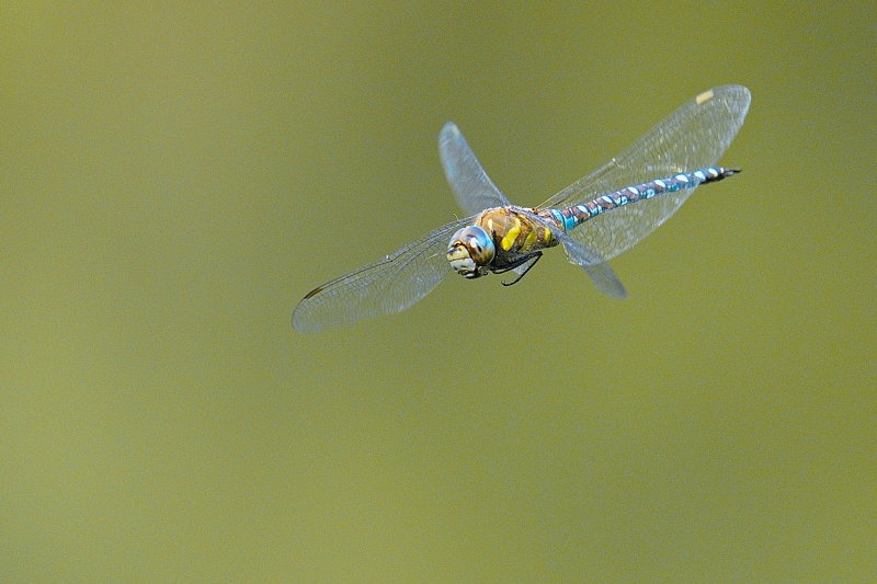 Photo Insectes Aeschne mixte (Aeschna mixta)