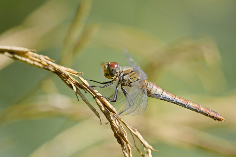 Photo Insectes Sympétrum rouge sang (Sympetrum sanguineum)