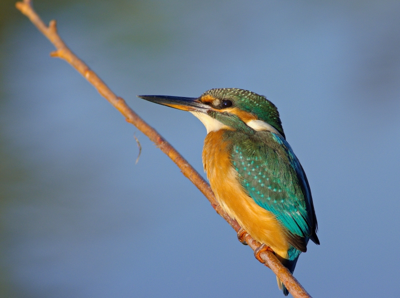 Photo Oiseaux Martin-pêcheur d'Europe (Alcedo atthis)