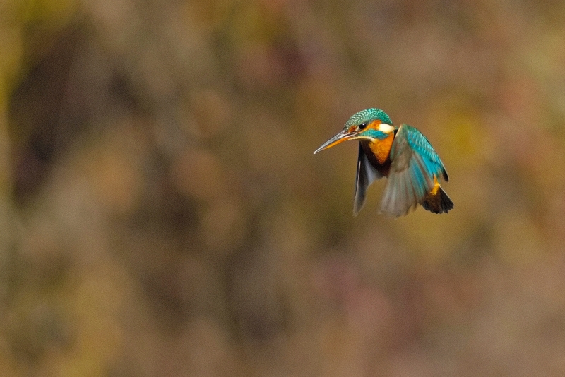 Photo Oiseaux Martin-pêcheur d'Europe (Alcedo atthis)