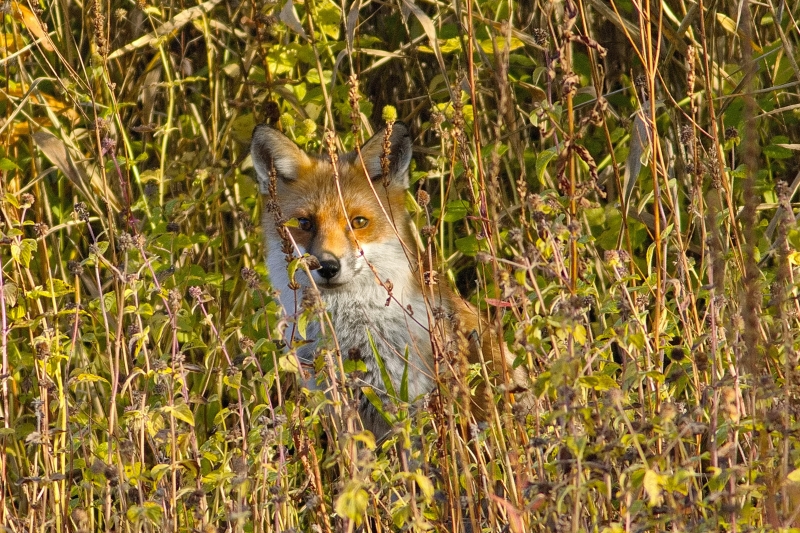 Photo Mammifères Renard roux (vulpes vulpes).