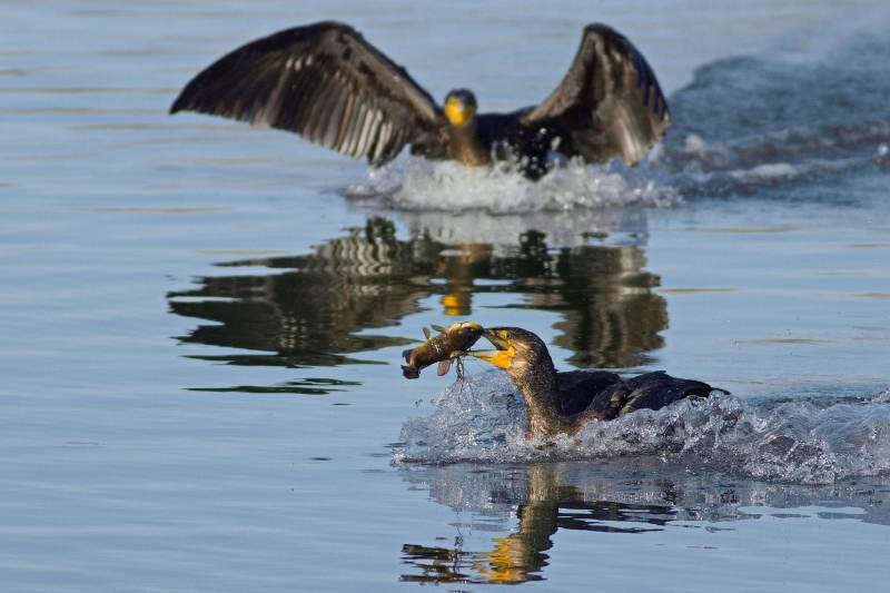 Photo Oiseaux Grand cormoran (Phalacrocorax carbo)