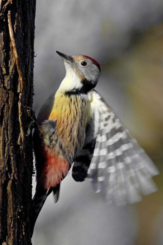 Photo Oiseaux Pic mar (Dendrocoptes medius)