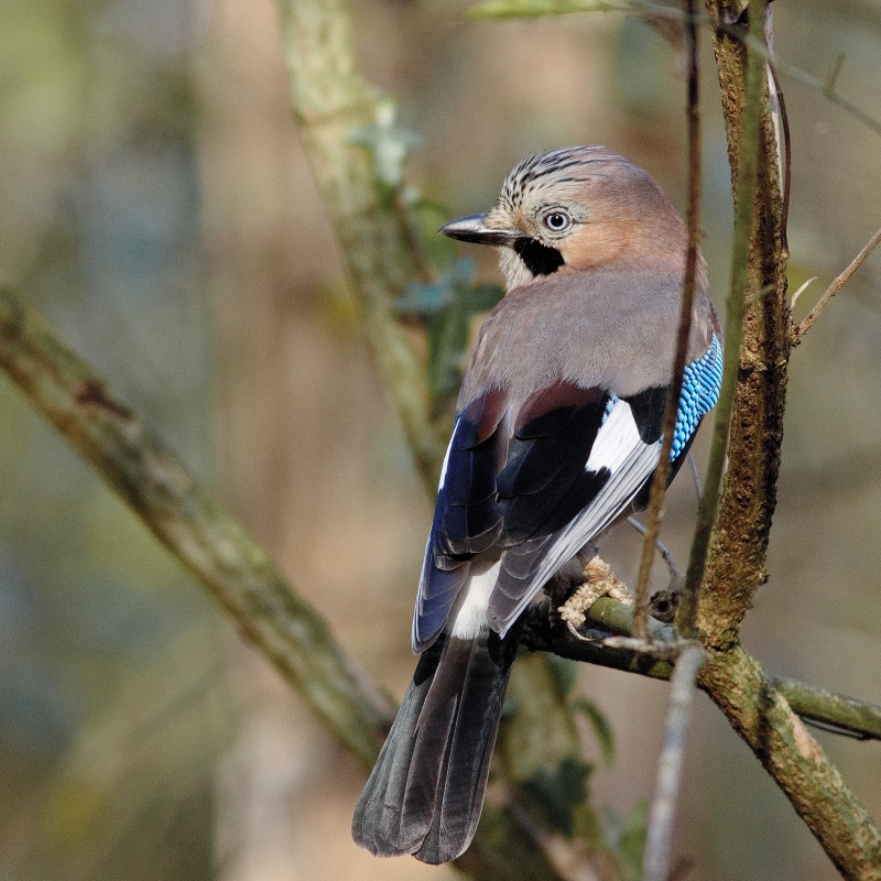 Photo Oiseaux Geai des chènes (Garrulus glandarius)