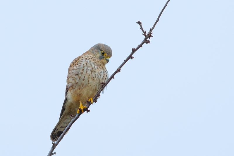 Photo Oiseaux Faucon crécerelle (Falco tinnunculus)