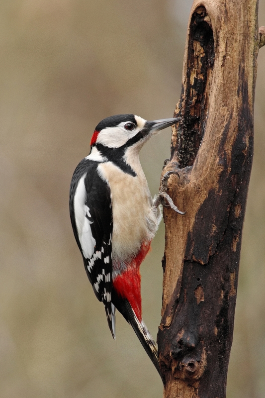 Photo Oiseaux Pic épeiche (Dendrocopos major)