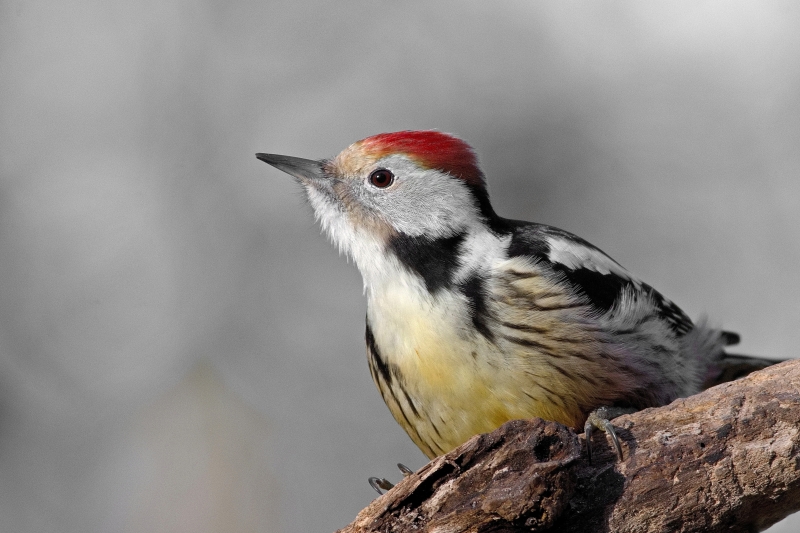 Photo Oiseaux Pic mar (Dendrocoptes medius)