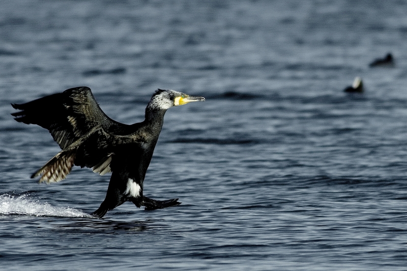 Photo Oiseaux Grand cormoran (Phalacrocorax carbo)