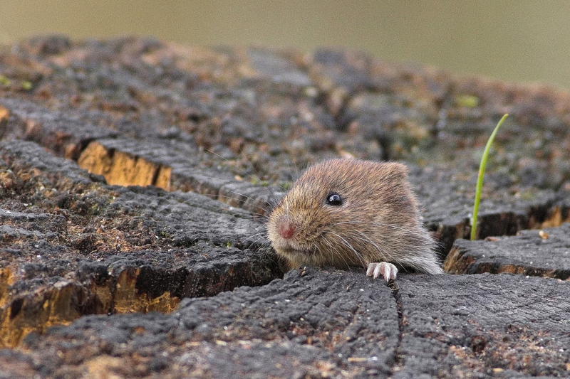 Photo Mammifères  Campagnol des bois (Myodes glareolus)