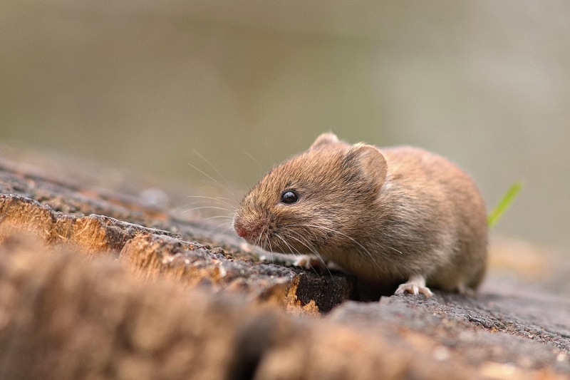 Photo Mammifères  Campagnol des bois (Myodes glareolus)