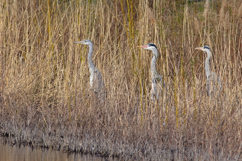 Photo Oiseaux Héron cendré (Ardea cinerea)