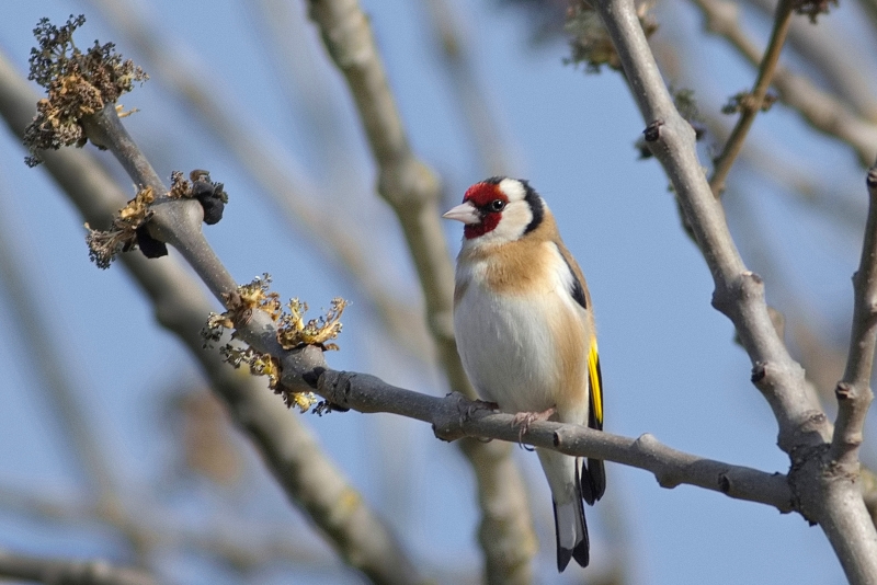 Photo Oiseaux Chardonneret élégant (Carduelis carduelis)