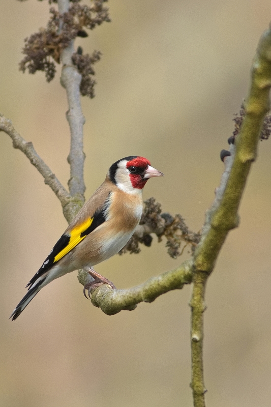 Photo Oiseaux Chardonneret élégant (Carduelis carduelis)