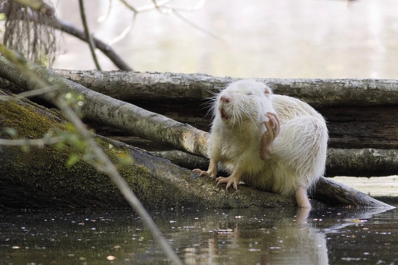 Photo Mammifères Ragondin (Myocastor coypus)