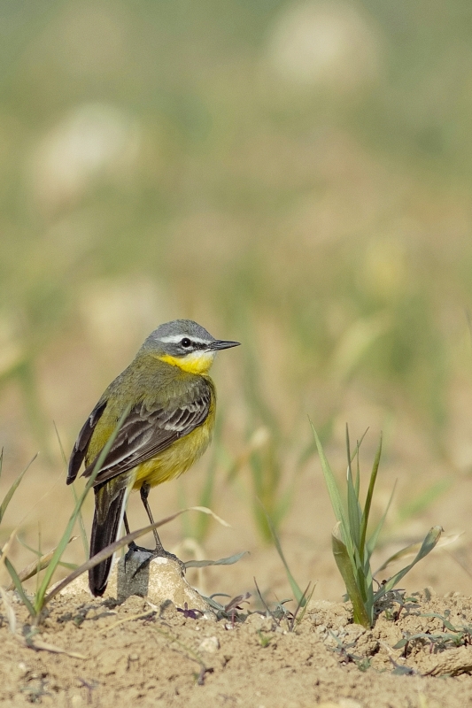 Photo Oiseaux Bergeronnette printanière (Motacilla flava)