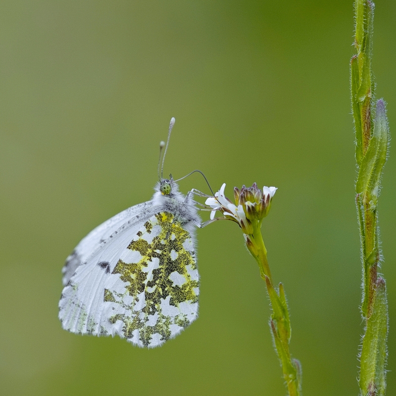 Photo Insectes Aurore (anthocaris cardamines) 