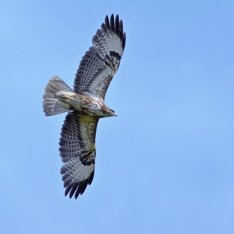 Photo Oiseaux Buse variable (Buteo Buteo)