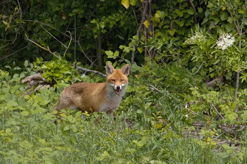 Photo Mammifères Renard roux (vulpes vulpes).