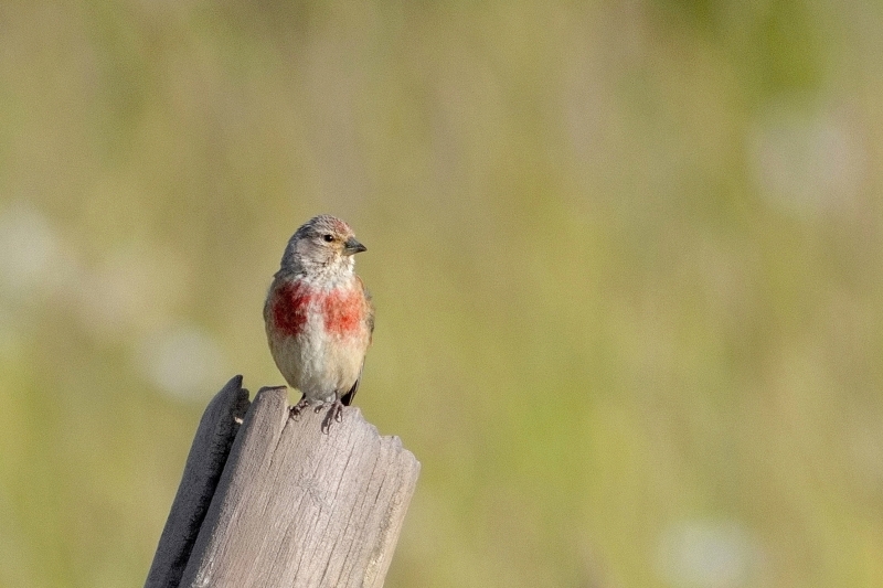 Photo Oiseaux Linotte mélodieuse (Linaria cannabina)