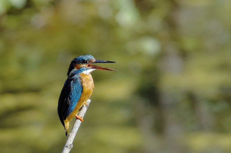 Photo Oiseaux Martin-pêcheur d'Europe (Alcedo atthis)