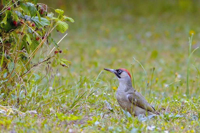 Photo Oiseaux Pic vert (Picus viridis)