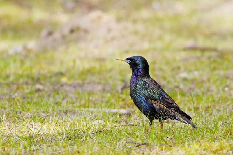 Photo Oiseaux Etourneau sansonnet (Sturnus vulgaris)