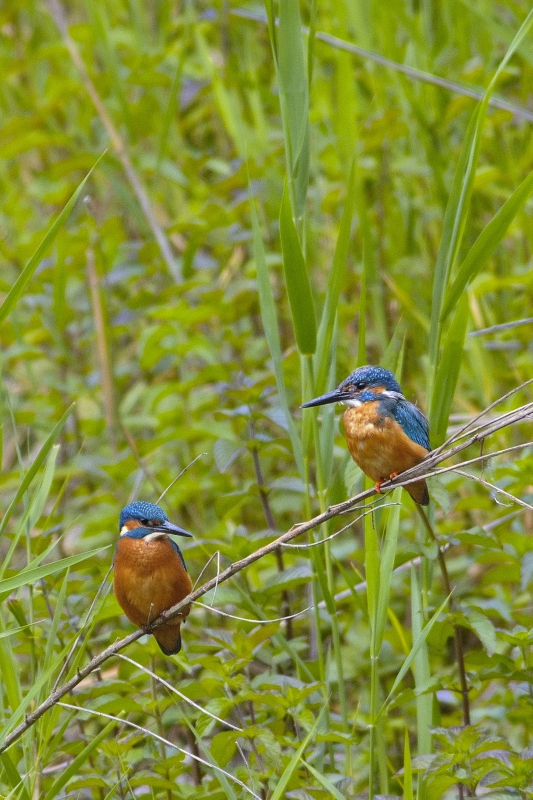 Photo Oiseaux Martin-pêcheur d'Europe (Alcedo atthis)