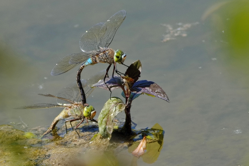 Photo Insectes Anax napolitain (Anax parthenope)