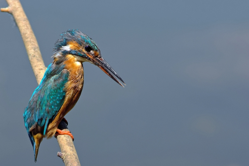 Photo Oiseaux Martin-pêcheur d'Europe (Alcedo atthis)