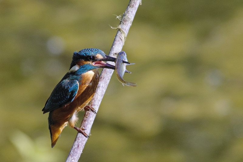 Photo Oiseaux Martin-pêcheur d'Europe (Alcedo atthis)