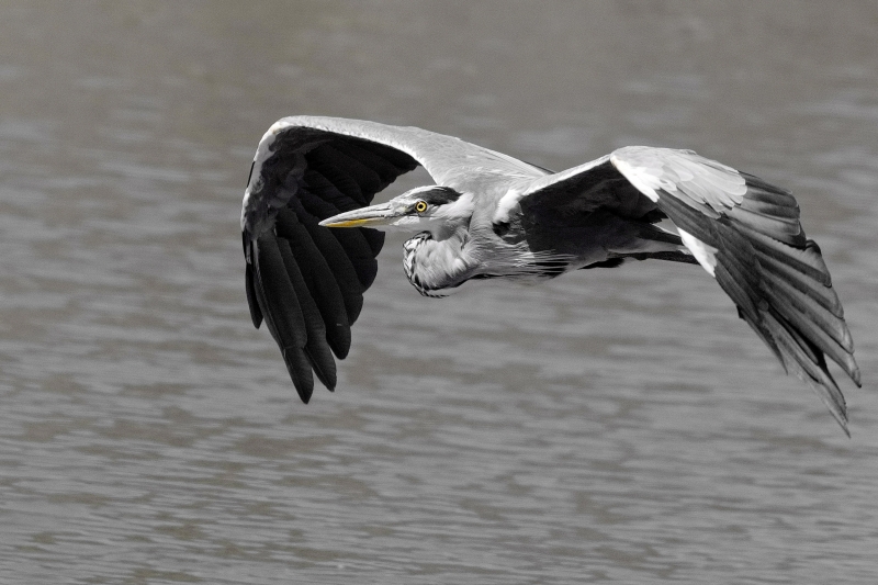 Photo Oiseaux Héron cendré (Ardea cinerea)