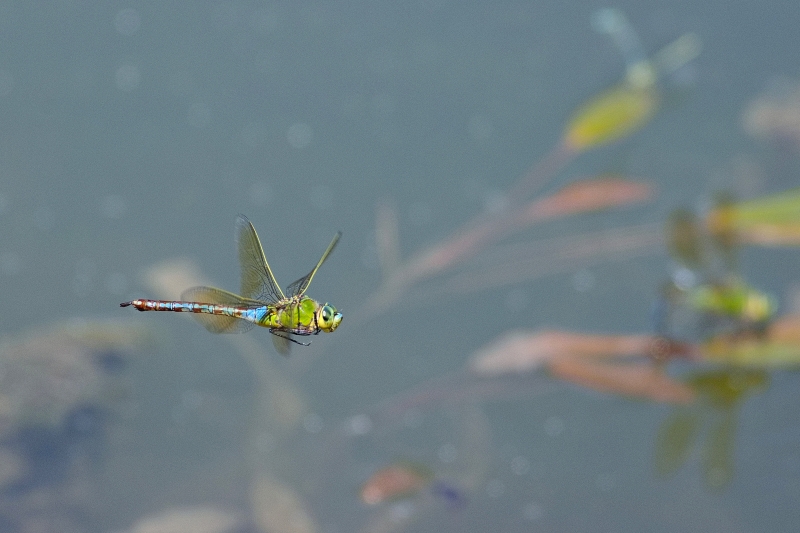 Photo Insectes Anax empereur (Anax imperator)