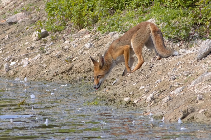 Photo Mammifères Renard roux (vulpes vulpes).