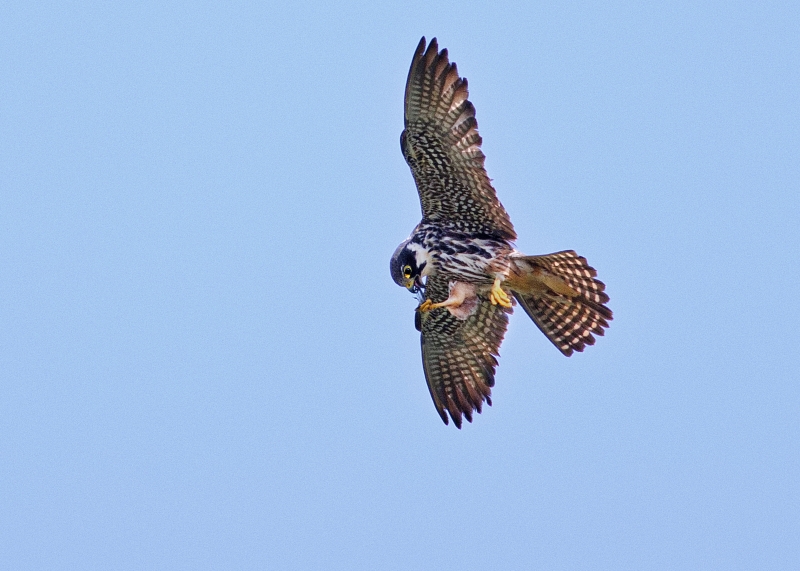 Photo Oiseaux Faucon hobereau (Falco subbuteo)