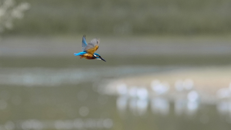 Photo Oiseaux Martin-pêcheur d'Europe (Alcedo atthis)