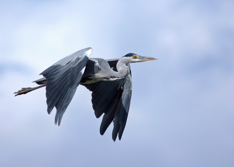 Photo Oiseaux Héron cendré (Ardea cinerea)