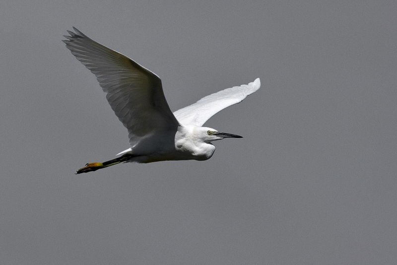 Photo Oiseaux Aigrette garzette (Egretta garzetta)